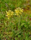 Pedicularis sibthorpii. Цветущие растения. Карачаево-Черкесия, окр. пос. Нижний Архыз, гора Пастухова, ≈ 1900 м н.у.м., субальпийский луг. 14.06.2015.