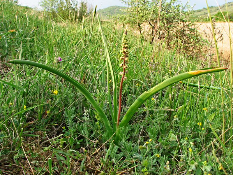 Изображение особи Leopoldia comosa.