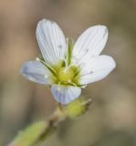 Holosteum glutinosum. Цветок. Узбекистан, г. Ташкент, пос. Улугбек, санитарно-защитная зона. 06.02.2016.