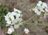 Arabidopsis petraea