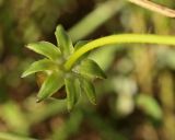 Coreopsis lanceolata. Нераскрывшееся соцветие со стороны обёртки. Костромская обл., Судиславский р-н, окр. дер. Антипино, насыпь железной дороги. 15.10.2015.