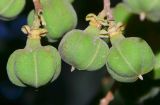 Cupaniopsis anacardioides