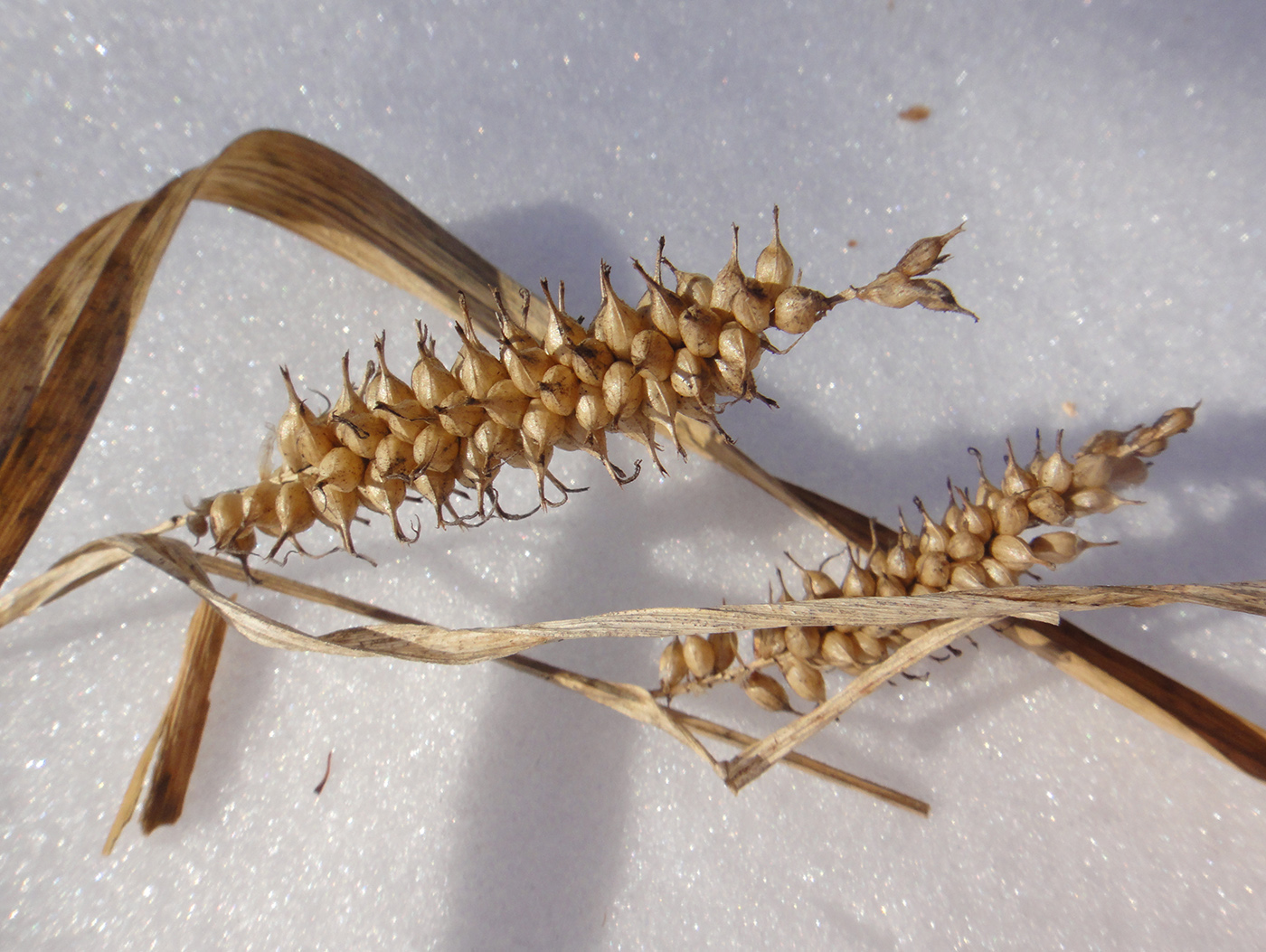 Image of Carex rhynchophysa specimen.