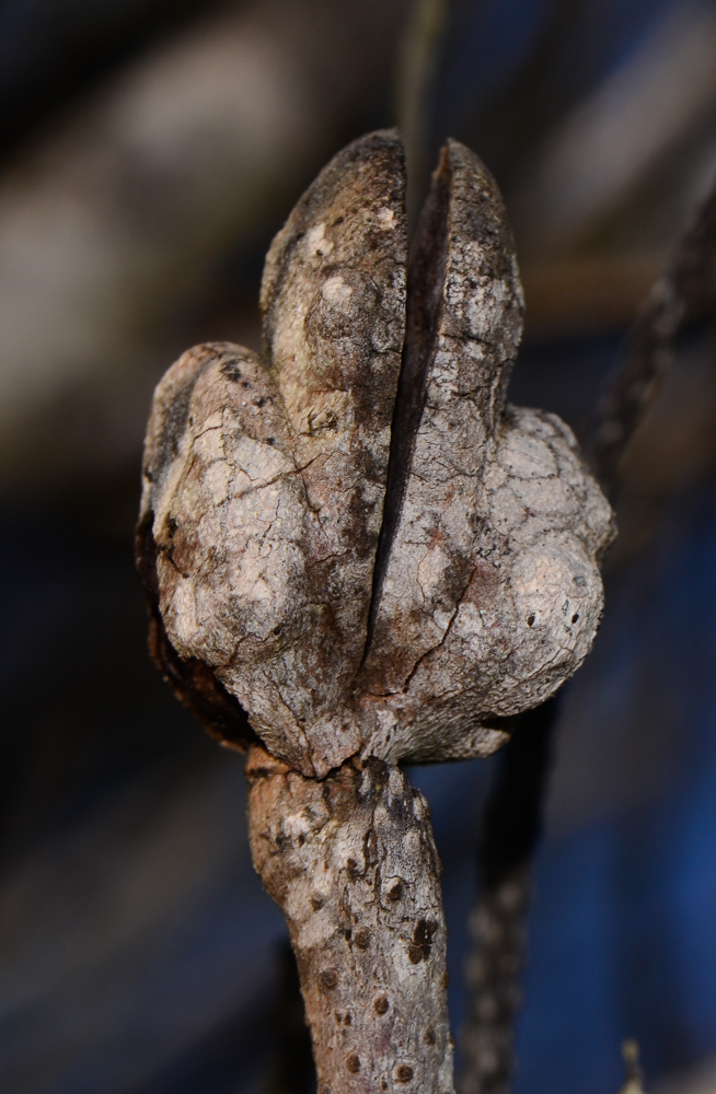 Image of Hakea bucculenta specimen.