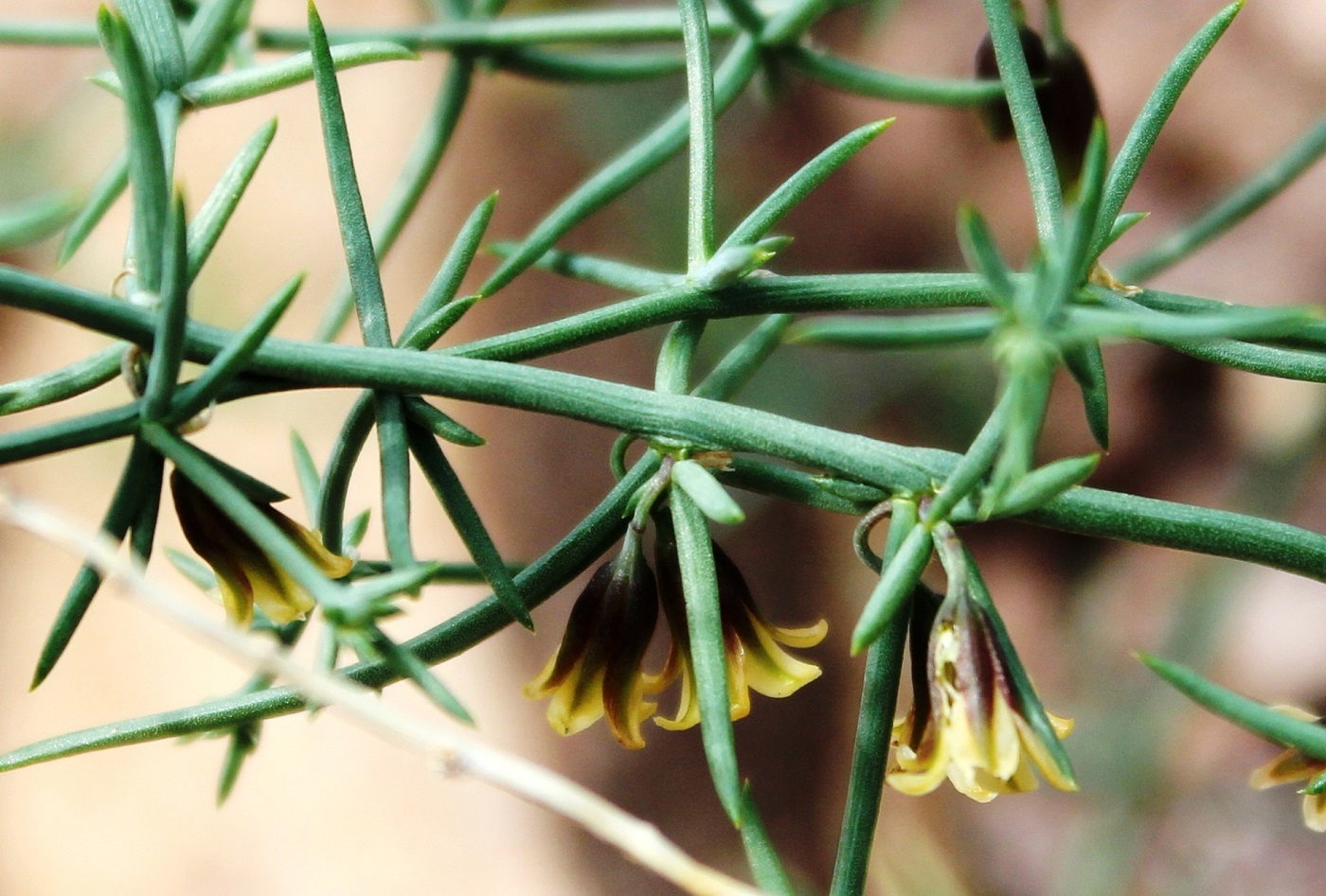 Image of Asparagus angulofractus specimen.