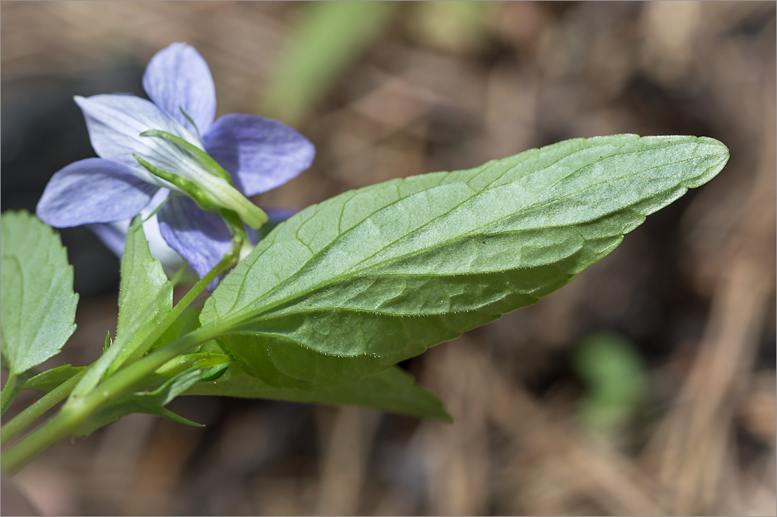 Image of Viola canina specimen.