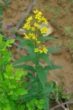 Lysimachia davurica. Верхушка цветущего растения. Приморье, Хасанский р-н, полуостров Гамова, окр. мыса Гамова, опушка широколиственного леса. 28.08.2015.