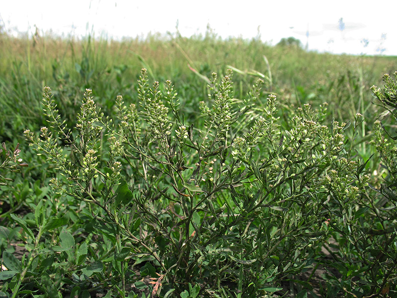 Изображение особи Lepidium ruderale.