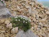 Minuartia oreina