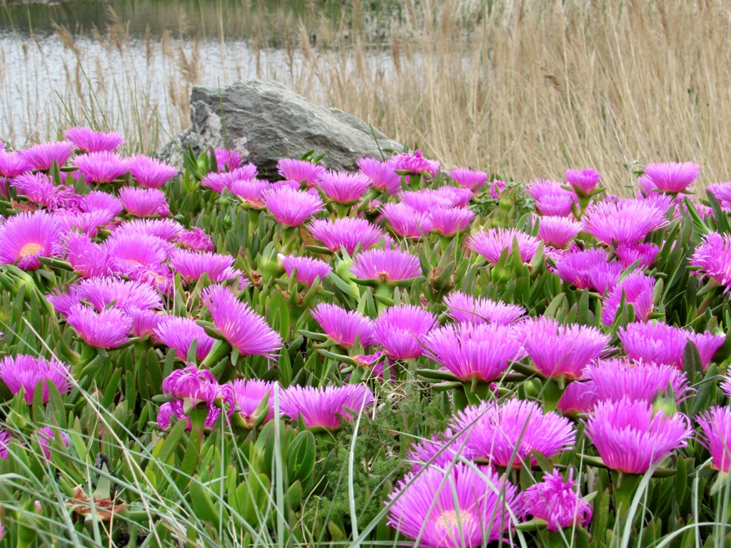 Изображение особи Carpobrotus acinaciformis.