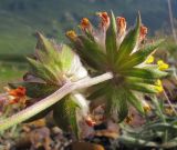 Anthyllis lachnophora