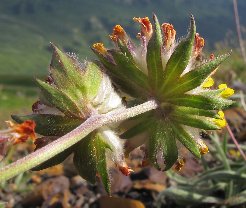 Изображение особи Anthyllis lachnophora.