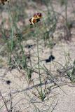 Image of taxon representative. Author is Евгений Давкаев