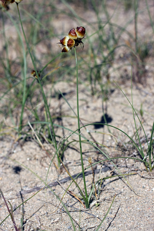 Image of Carex physodes specimen.