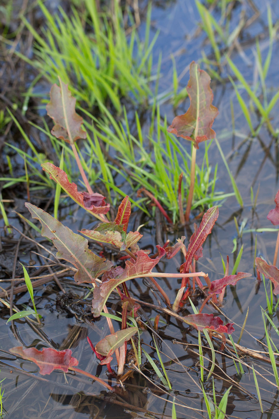 Image of Rumex aquaticus specimen.