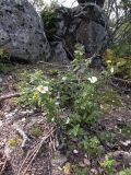 Cistus salviifolius. Цветущее растение. Испания, Каталония, пров. Жирона, комарка Баш Эмпорда, муниципалитет Санта-Кристина-де-Аро, лес из пробкового дуба в 3-х км от н. пос. Романья-де-ла-Сельва. 07.05.2016.