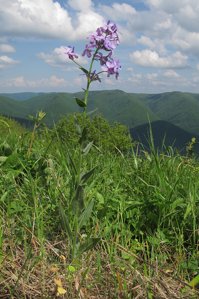 Изображение особи Hesperis pseudocinerea.