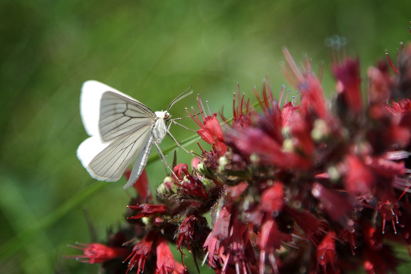 Image of Echium russicum specimen.