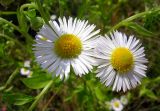 Erigeron annuus