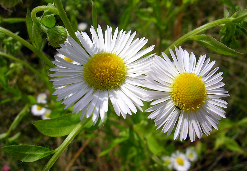 Image of Erigeron annuus specimen.