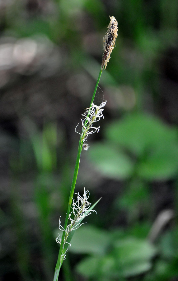 Image of Carex pilosa specimen.