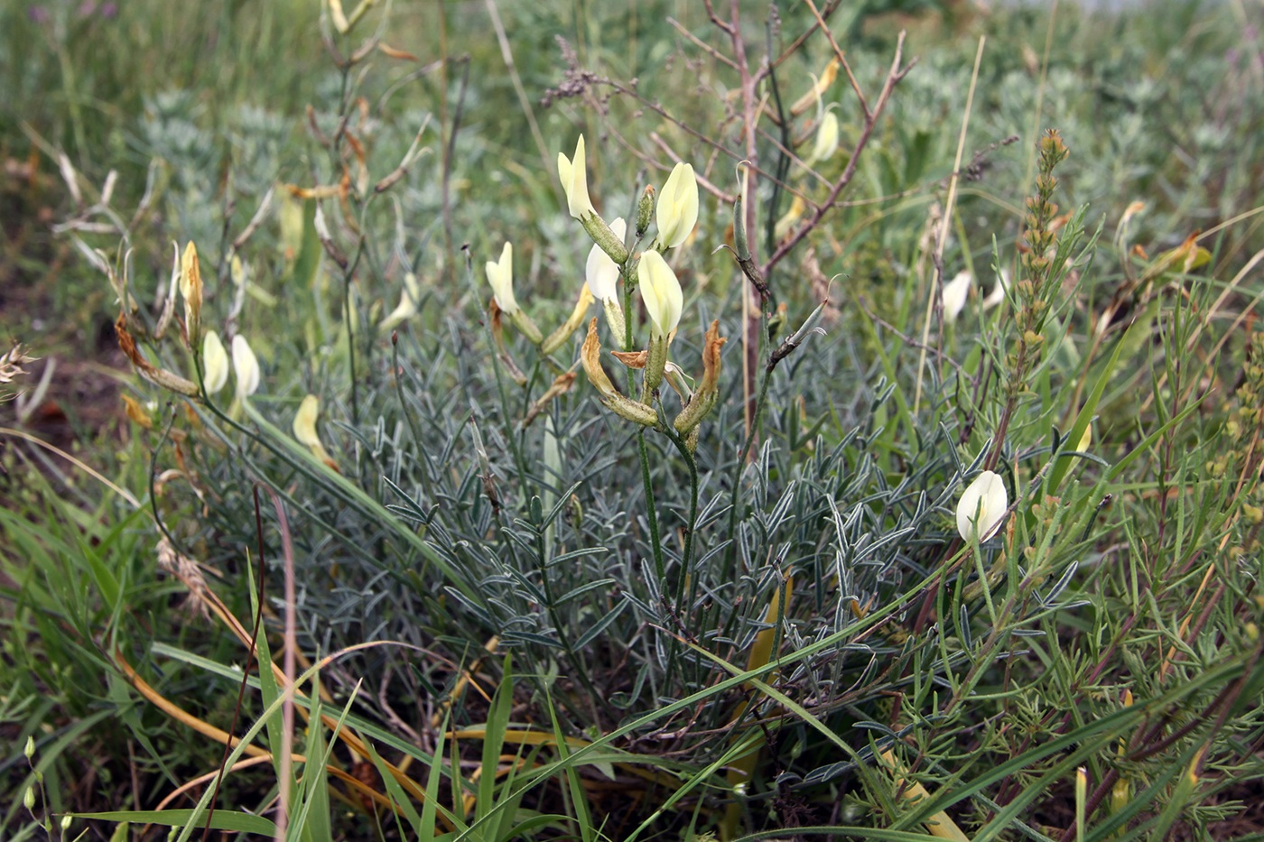Image of Astragalus pseudotataricus specimen.