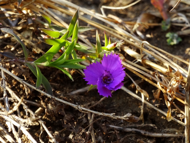 Изображение особи Dianthus chinensis.