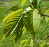 Cerasus sachalinensis. Побег с завязавшимся соплодием. Москва, Главный ботанический сад им. Н.В. Цицина, \" Японский сад\". Май 2016 г.