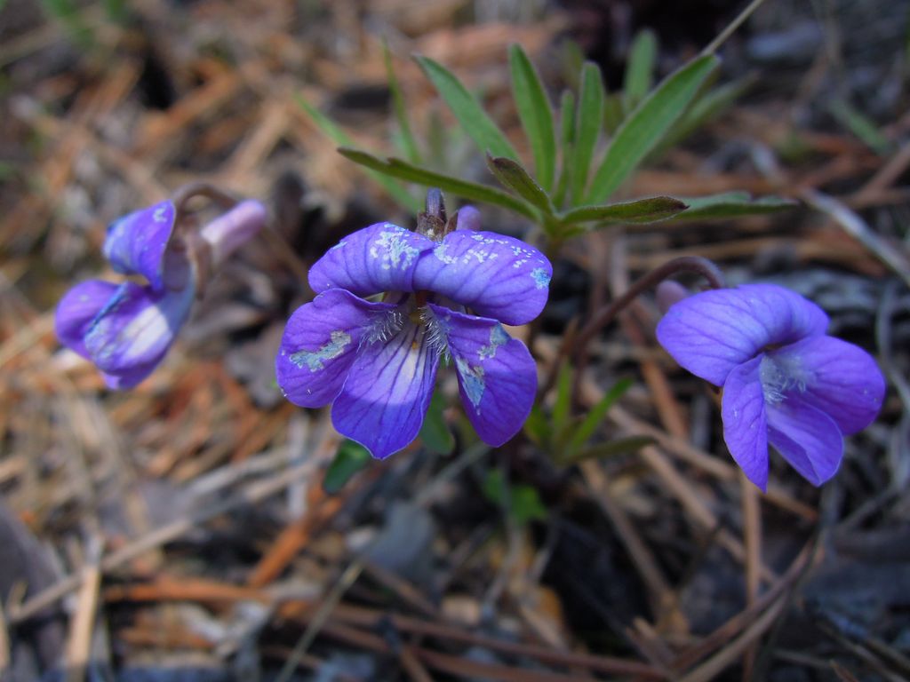 Изображение особи Viola milanae.