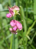 Lathyrus sylvestris. Часть соцветия. Беларусь, Минская обл., Минский р-н, окр. агрогородка Ждановичи, луг у водохранилища Дрозды. 18.06.2016.