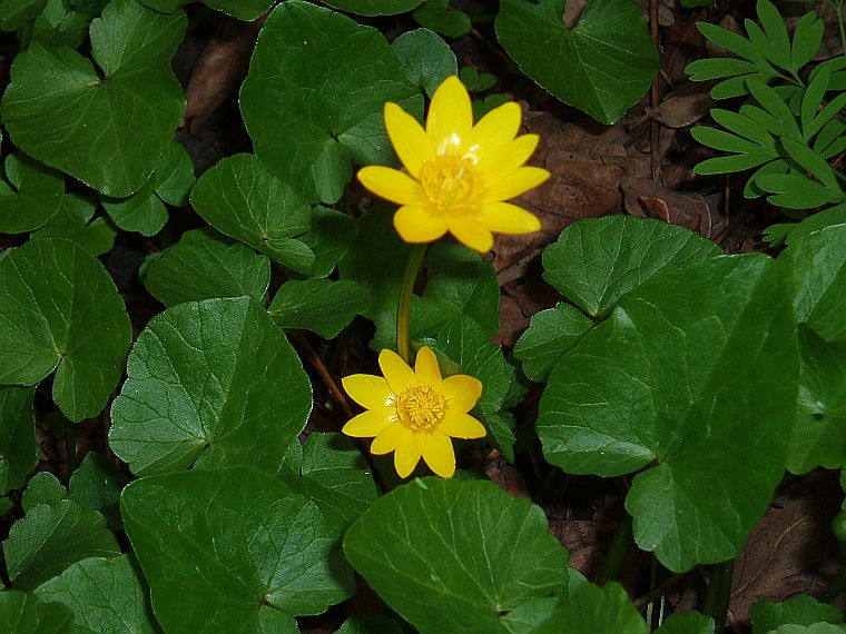 Image of Ficaria verna specimen.