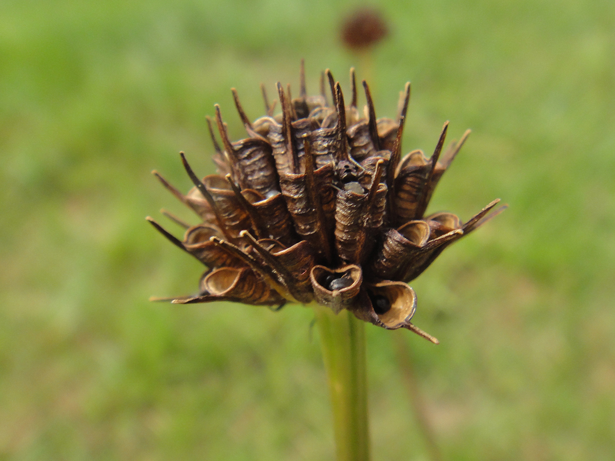 Изображение особи Trollius ircuticus.