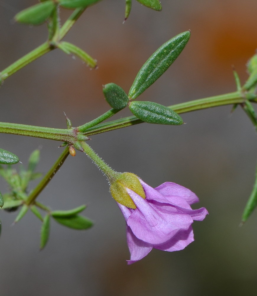 Image of Fagonia cretica specimen.