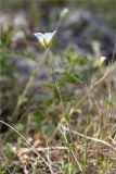 Cerastium alpinum. Побег с цветком. Кольский п-ов, Кандалакшский берег Белого моря, луговинка на каменистой косе. 23.06.2015.