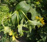 Silphium perfoliatum