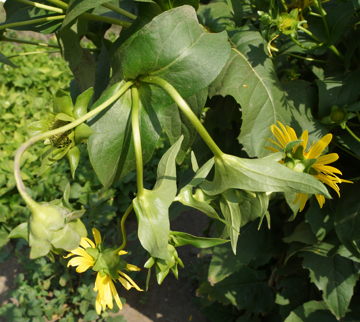 Image of Silphium perfoliatum specimen.