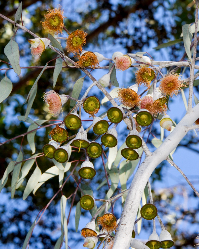 Изображение особи Eucalyptus caesia.