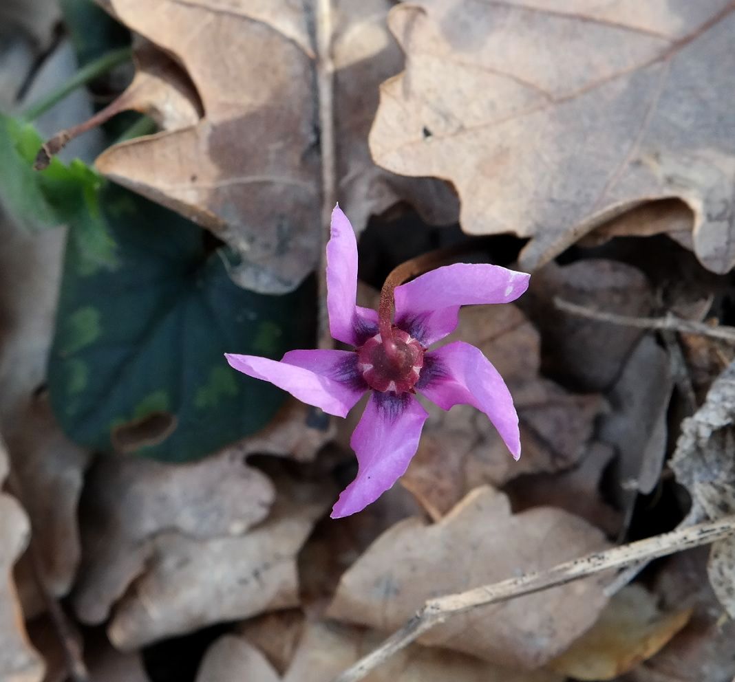Изображение особи Cyclamen coum.