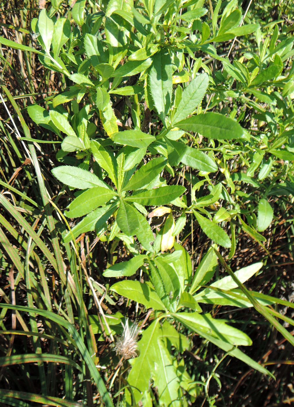 Изображение особи Cirsium setosum.