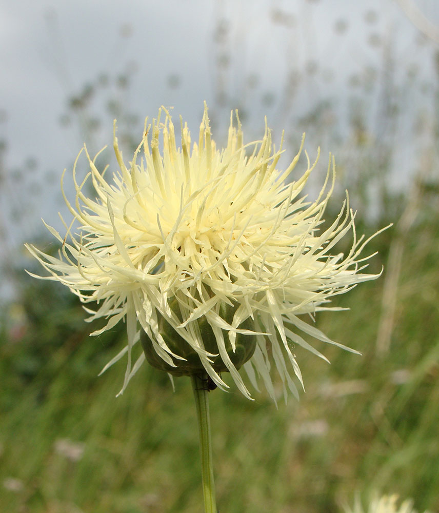 Изображение особи Rhaponticoides ruthenica.