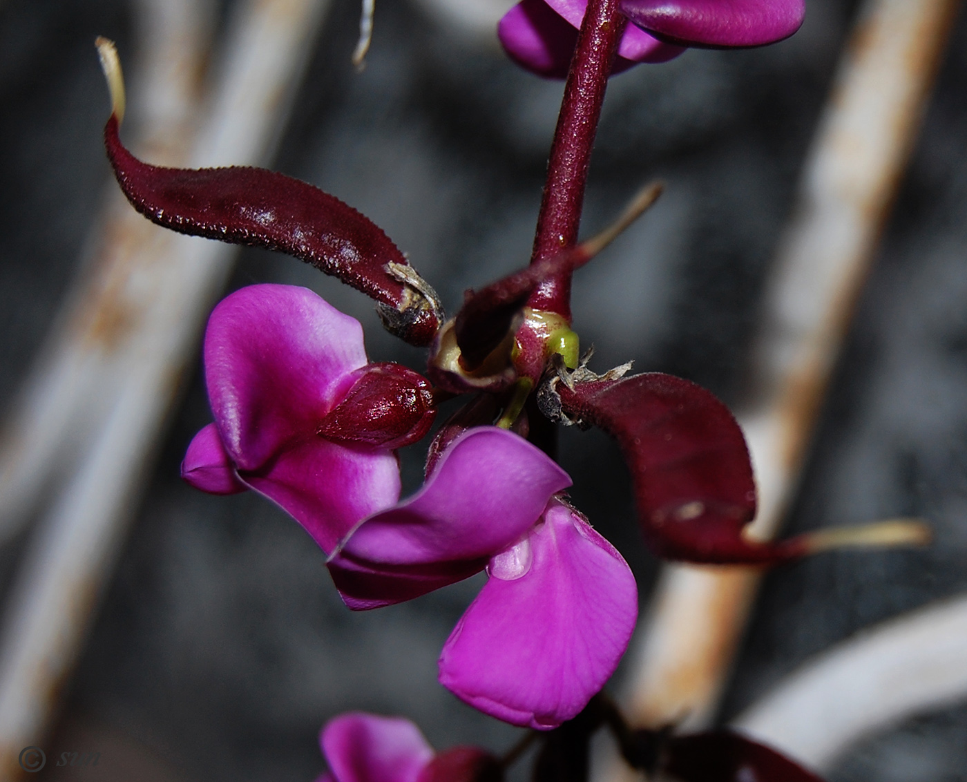 Image of Dolichos purpureus specimen.