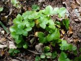 Hepatica asiatica