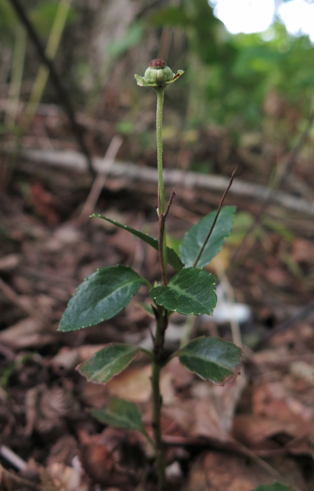 Изображение особи Chimaphila japonica.