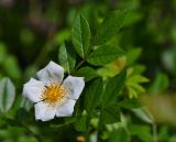Rosa maximowicziana. Цветок и листья. Приморский край, окр. г. Находка, кустарниковые заросли. 04.07.2016.