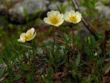 Dryas octopetala ssp. subincisa