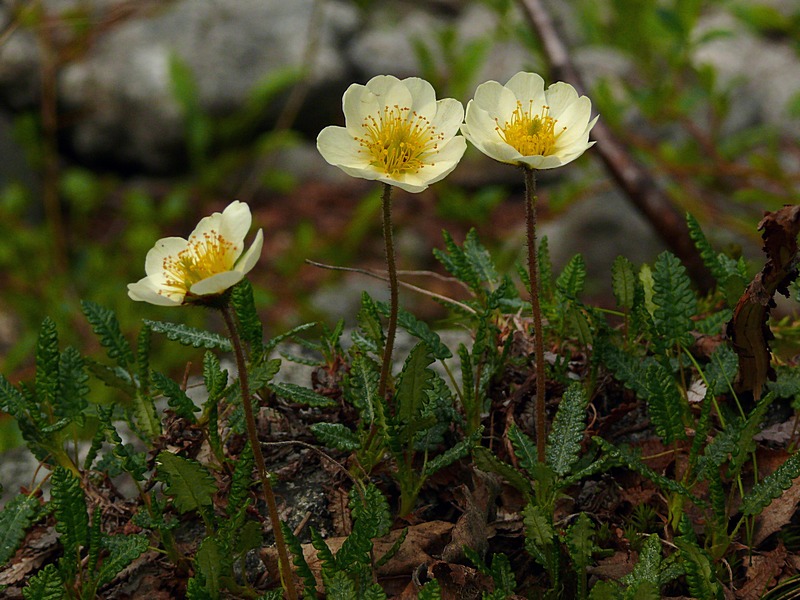 Изображение особи Dryas octopetala ssp. subincisa.