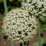 Allium cepa. Раскрывшееся соцветие с фуражирующей пчелой медоносной. Восточный Казахстан, Уланский р-н, с. Украинка, дачный участок. 13.07.2016.