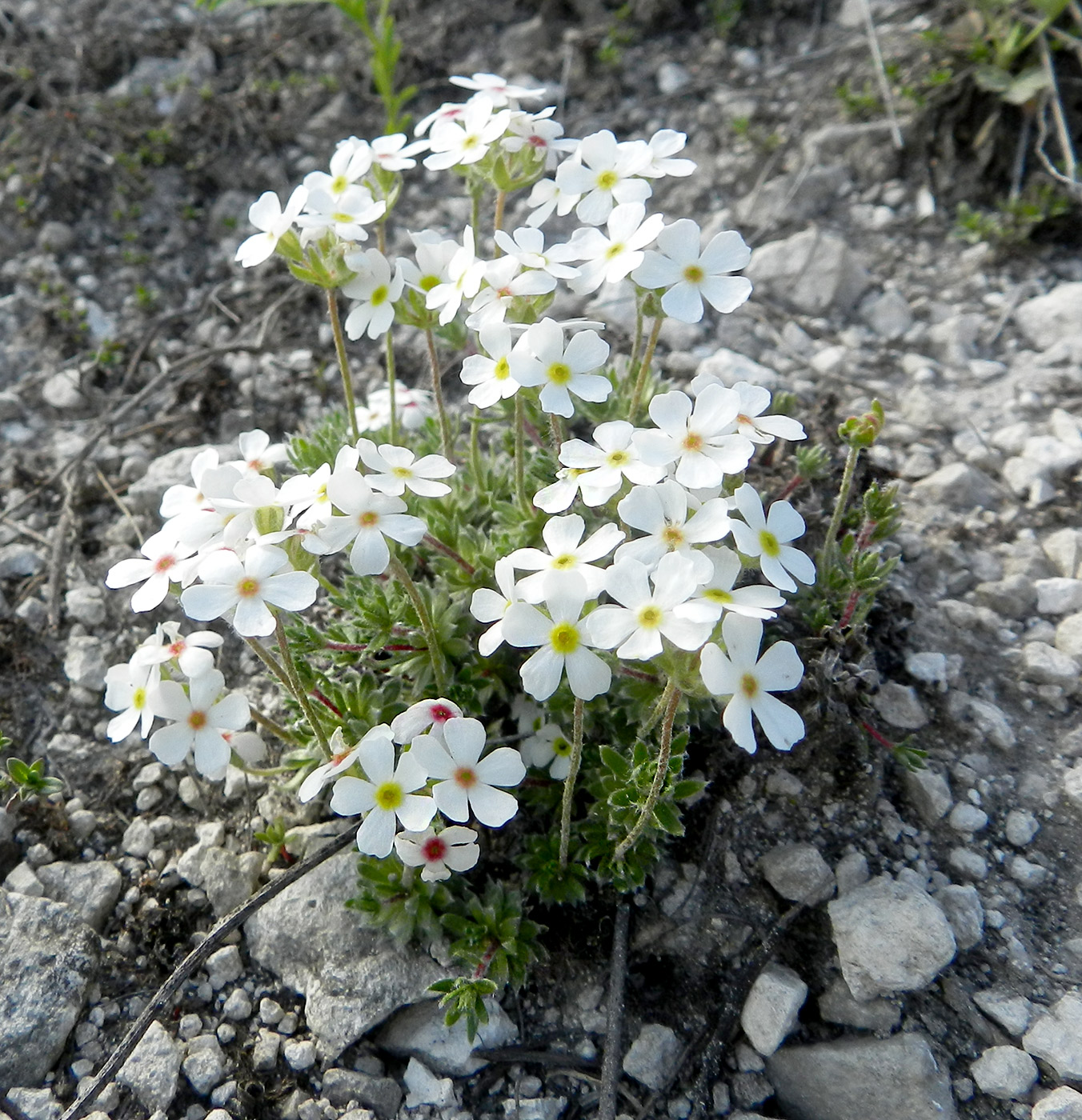 Image of Androsace koso-poljanskii specimen.