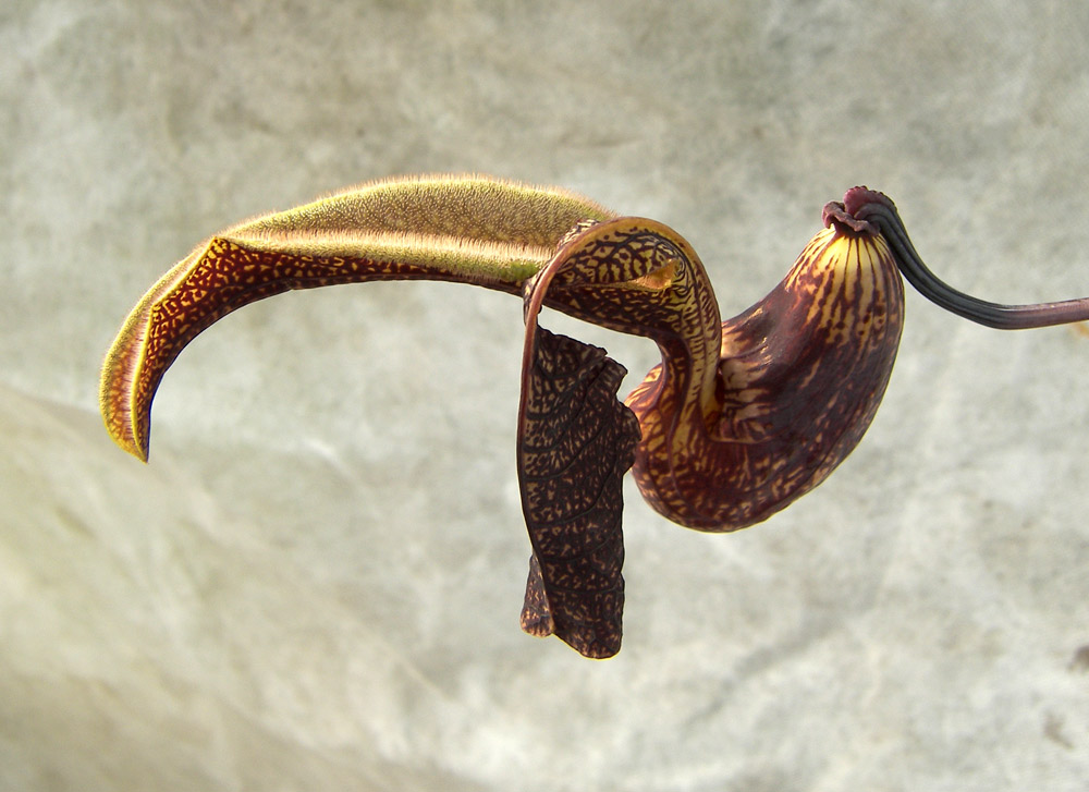 Image of Aristolochia ringens specimen.