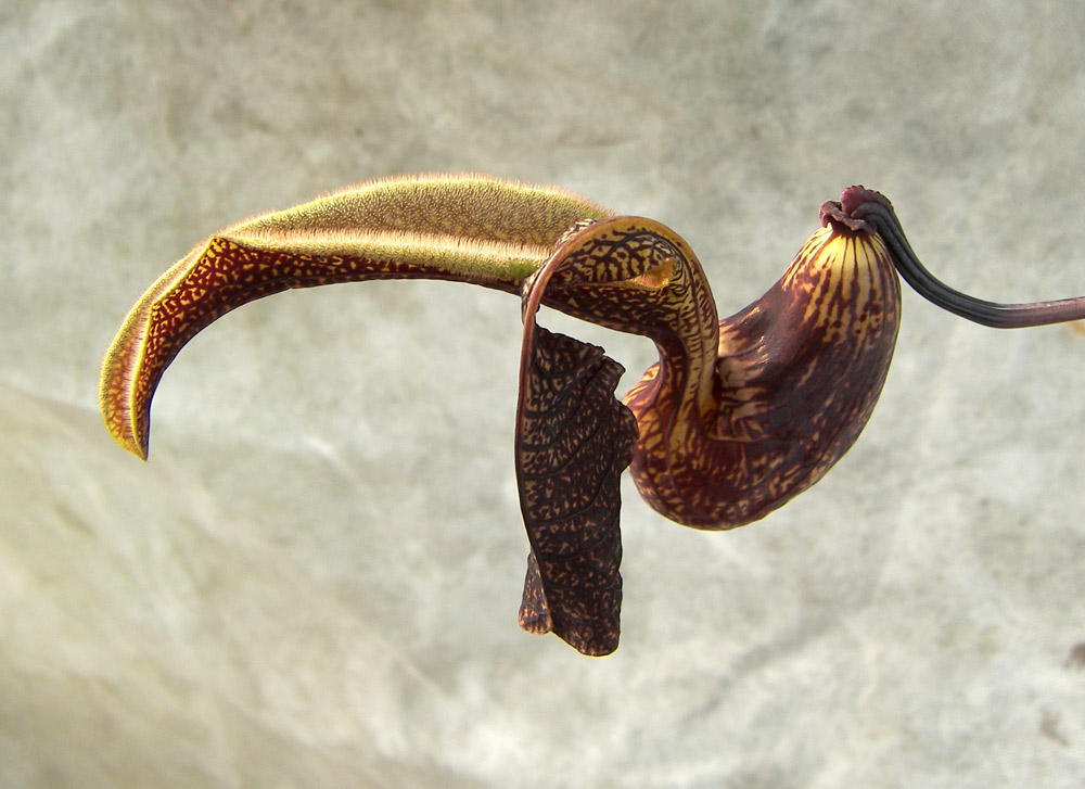 Изображение особи Aristolochia ringens.